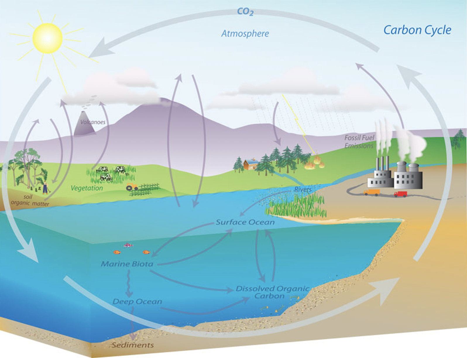 Carbon Cycle