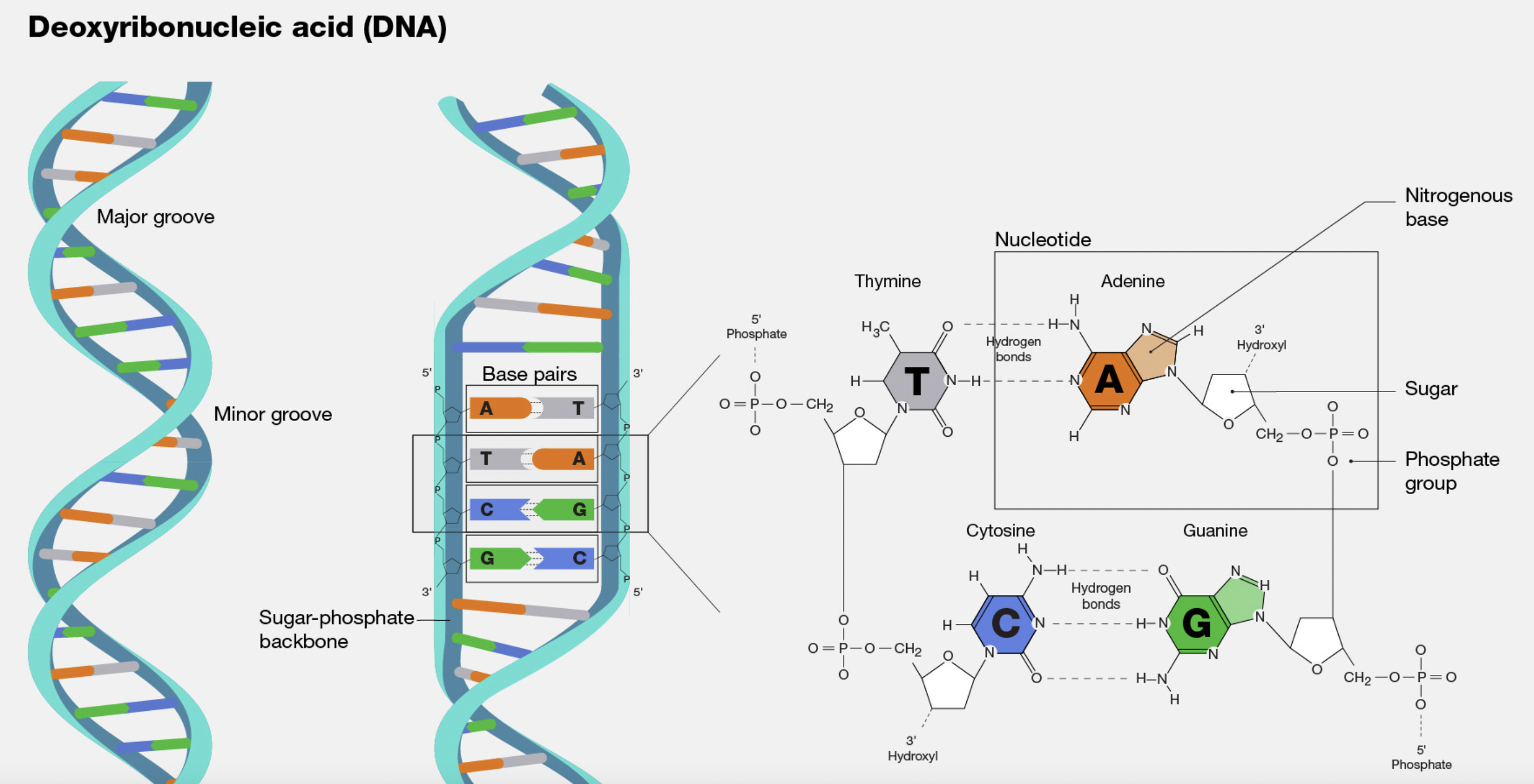https://www.genome.gov/genetics-glossary/Deoxyribonucleic-Acid