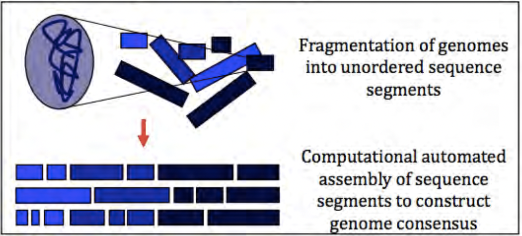Malla, M. A., Dubey, A., Kumar, A., Yadav, S., Hashem, A., & Abd_Allah, E. F. (2019). Exploring the human microbiome: the potential future role of next-generation sequencing in disease diagnosis and treatment. Frontiers in Immunology, 9, 2868.