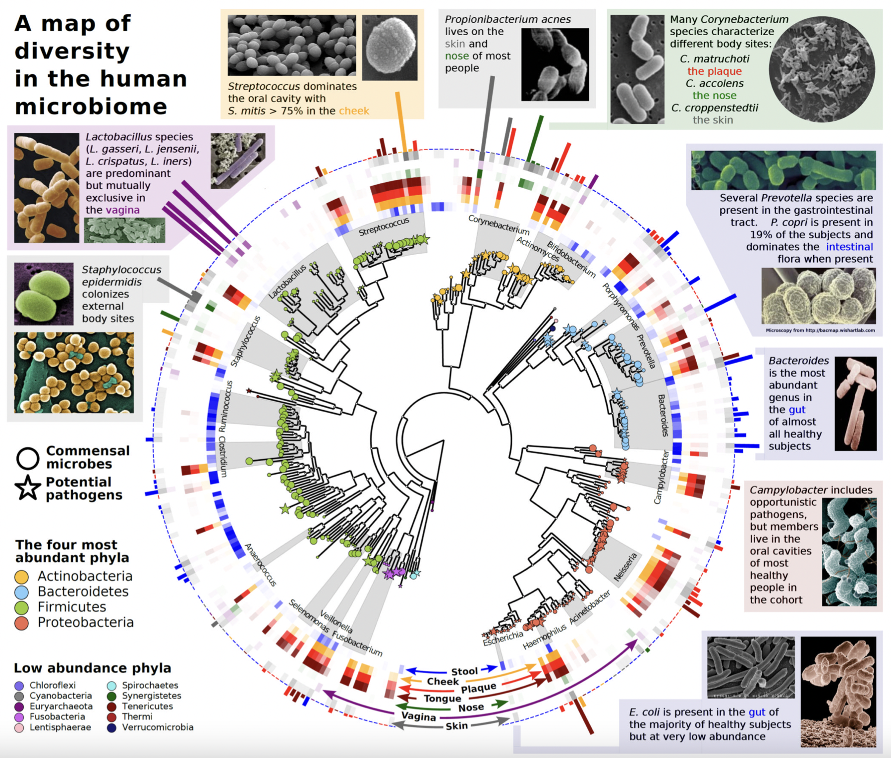 Morgan, X. C., Segata, N., & Huttenhower, C. (2013). Biodiversity and functional genomics in the human microbiome. Trends in genetics, 29(1), 51-58.