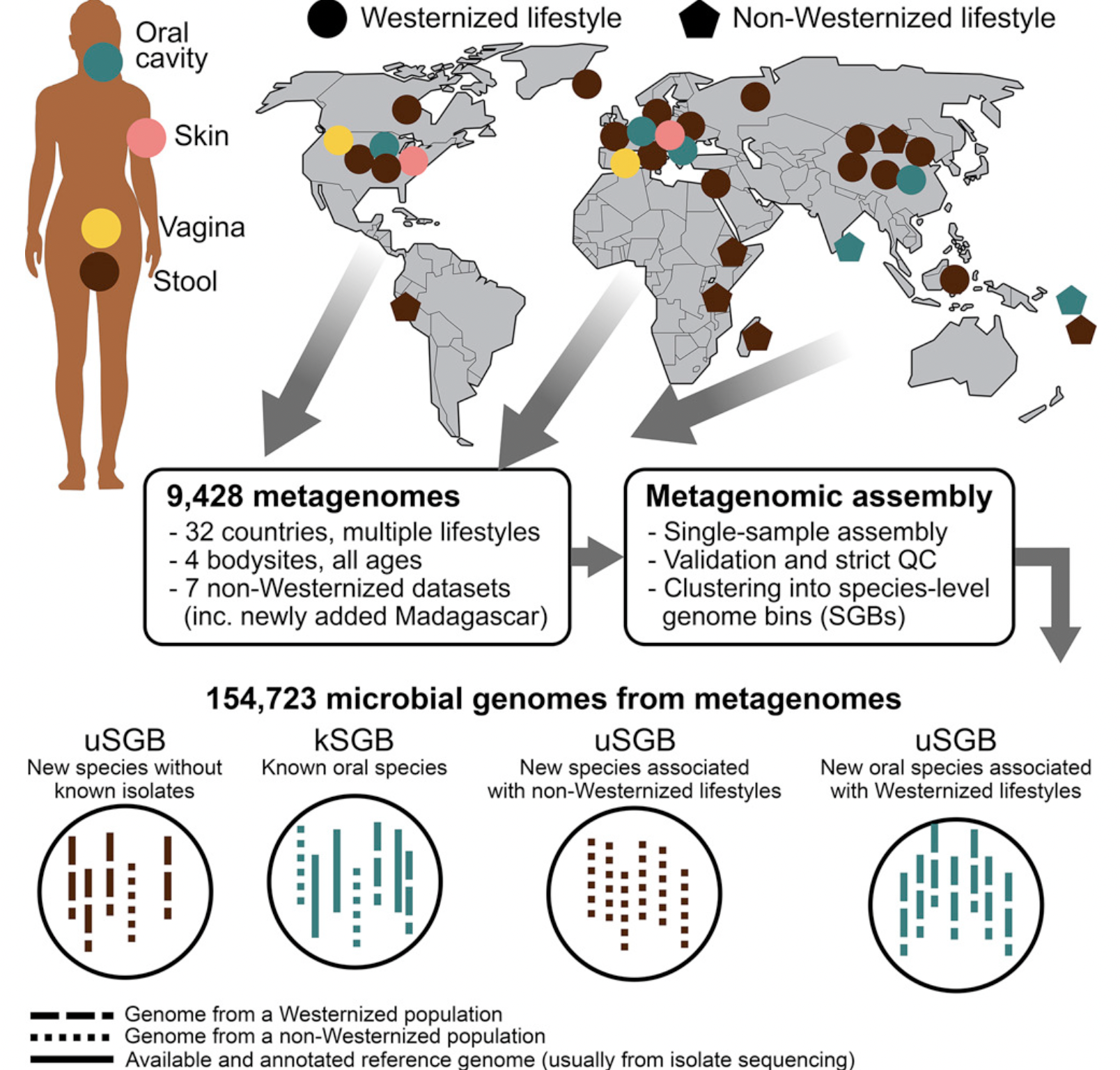 Pasolli, E., Asnicar, F., Manara, S., Zolfo, M., Karcher, N., Armanini, F., … & Segata, N. (2019). Extensive unexplored human microbiome diversity revealed by over 150,000 genomes from metagenomes spanning age, geography, and lifestyle. Cell, 176(3), 649-662.