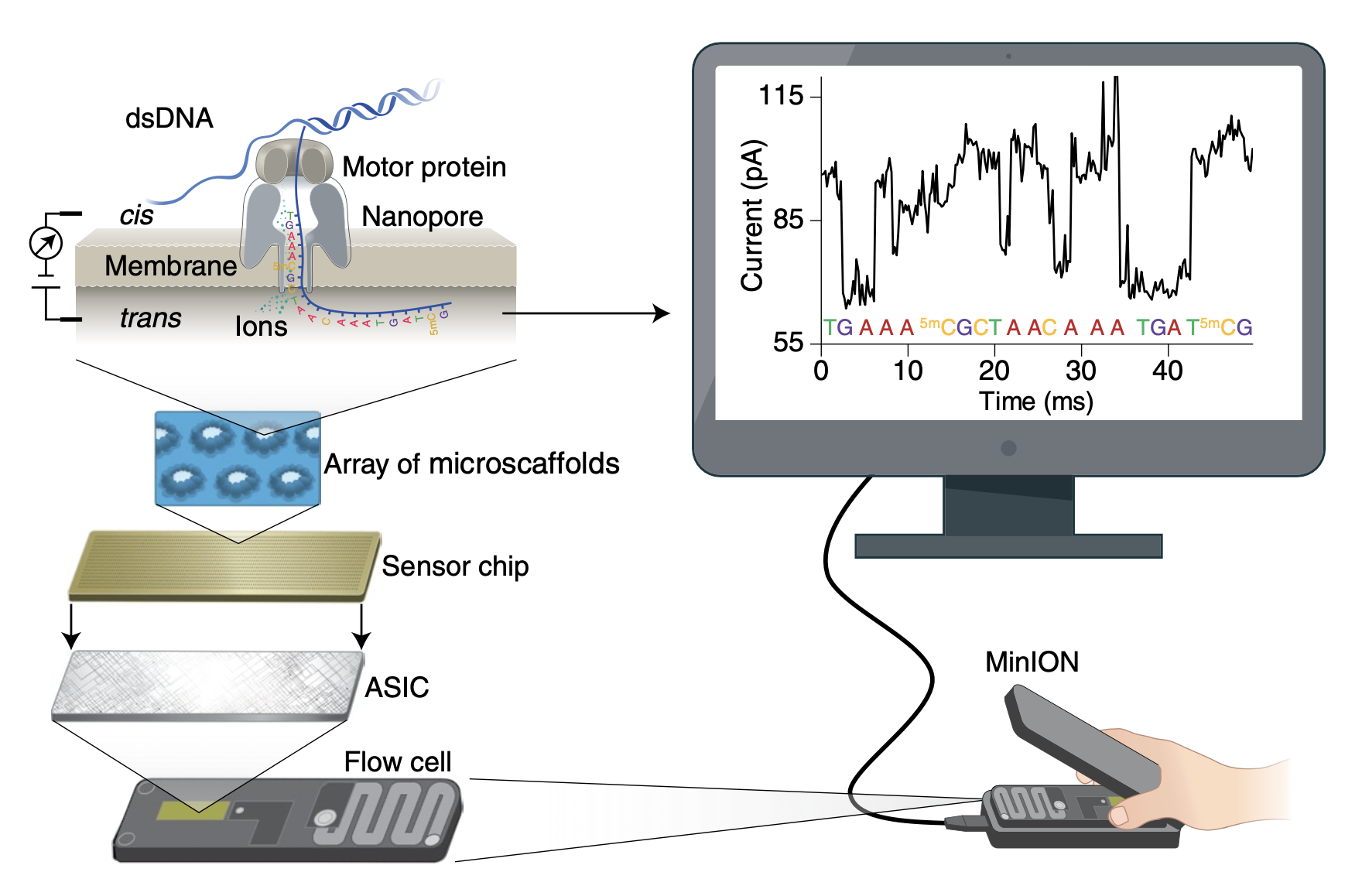 Wang, Y., Zhao, Y., Bollas, A., Wang, Y., & Au, K. F. (2021). Nanopore sequencing technology, bioinformatics and applications. Nature biotechnology, 39(11), 1348-1365.