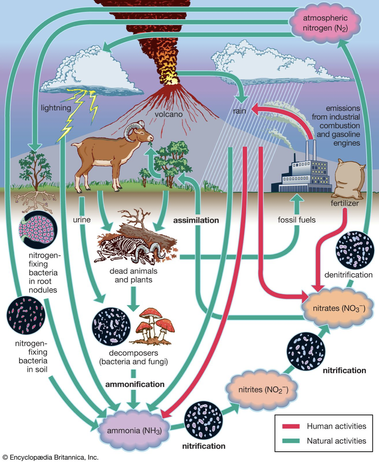 Nitrogen Cycle