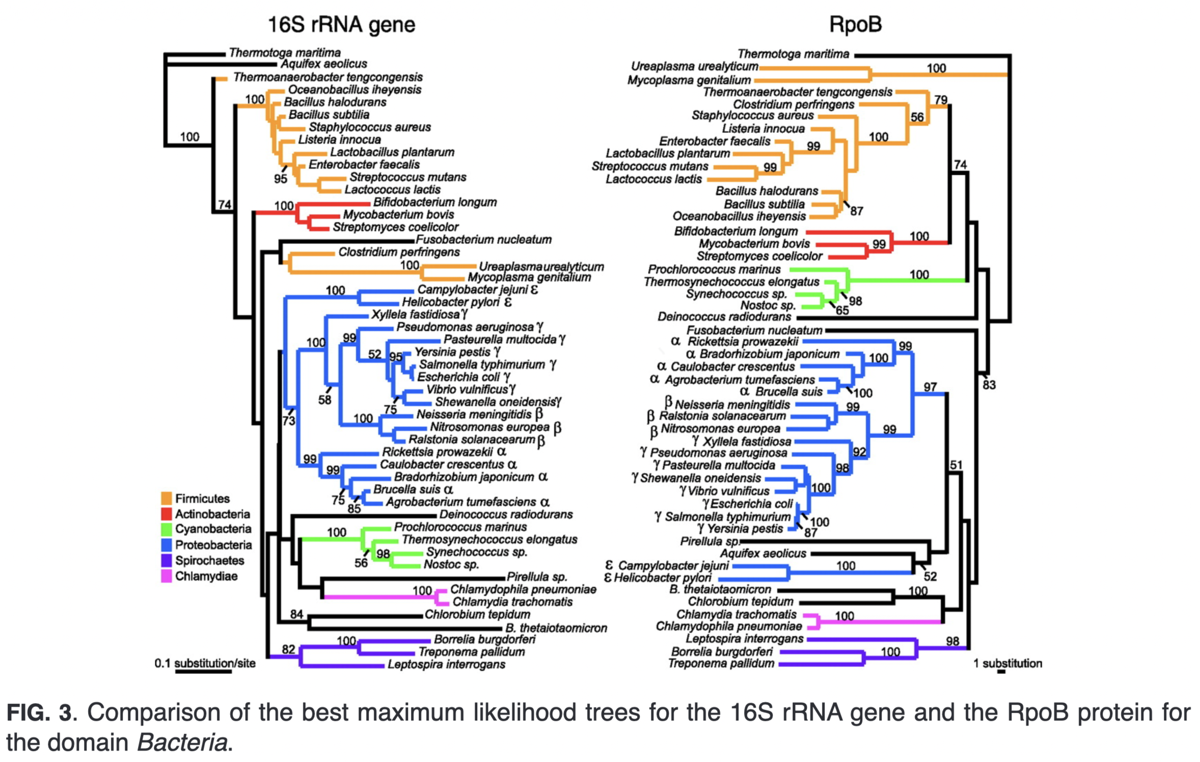 Case, R. J., Boucher, Y., Dahllöf, I., Holmström, C., Doolittle, W. F., & Kjelleberg, S. (2007). Use of 16S rRNA and rpoB genes as molecular markers for microbial ecology studies. Applied and environmental microbiology, 73(1), 278-288.