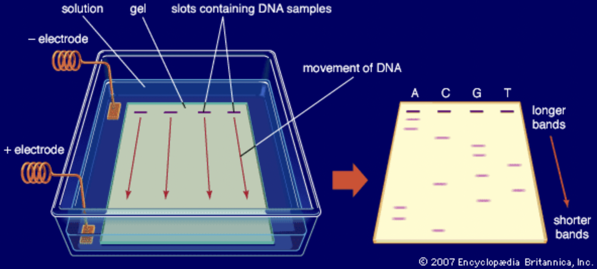 https://www.britannica.com/science/DNA-sequencing#/media/1/422006/40224