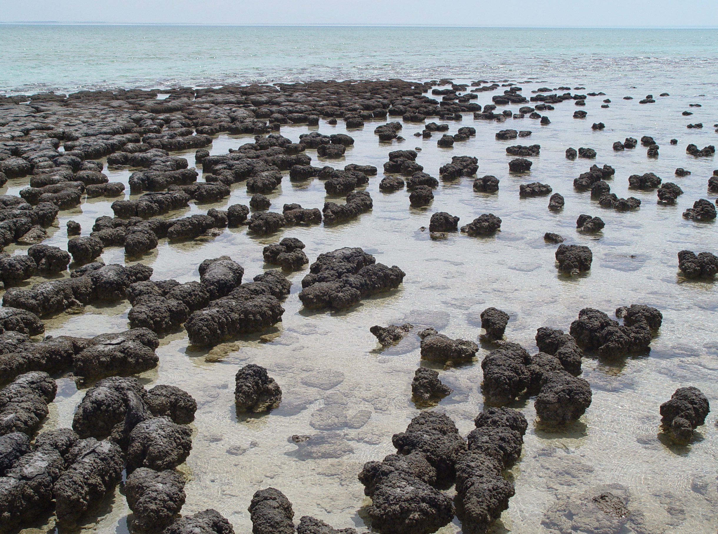 Modern Stromatolites. Photo taken in March 2005 by Paul Harrison (Reading, UK) using a Sony CyberShot DSC-H1 digital camera.