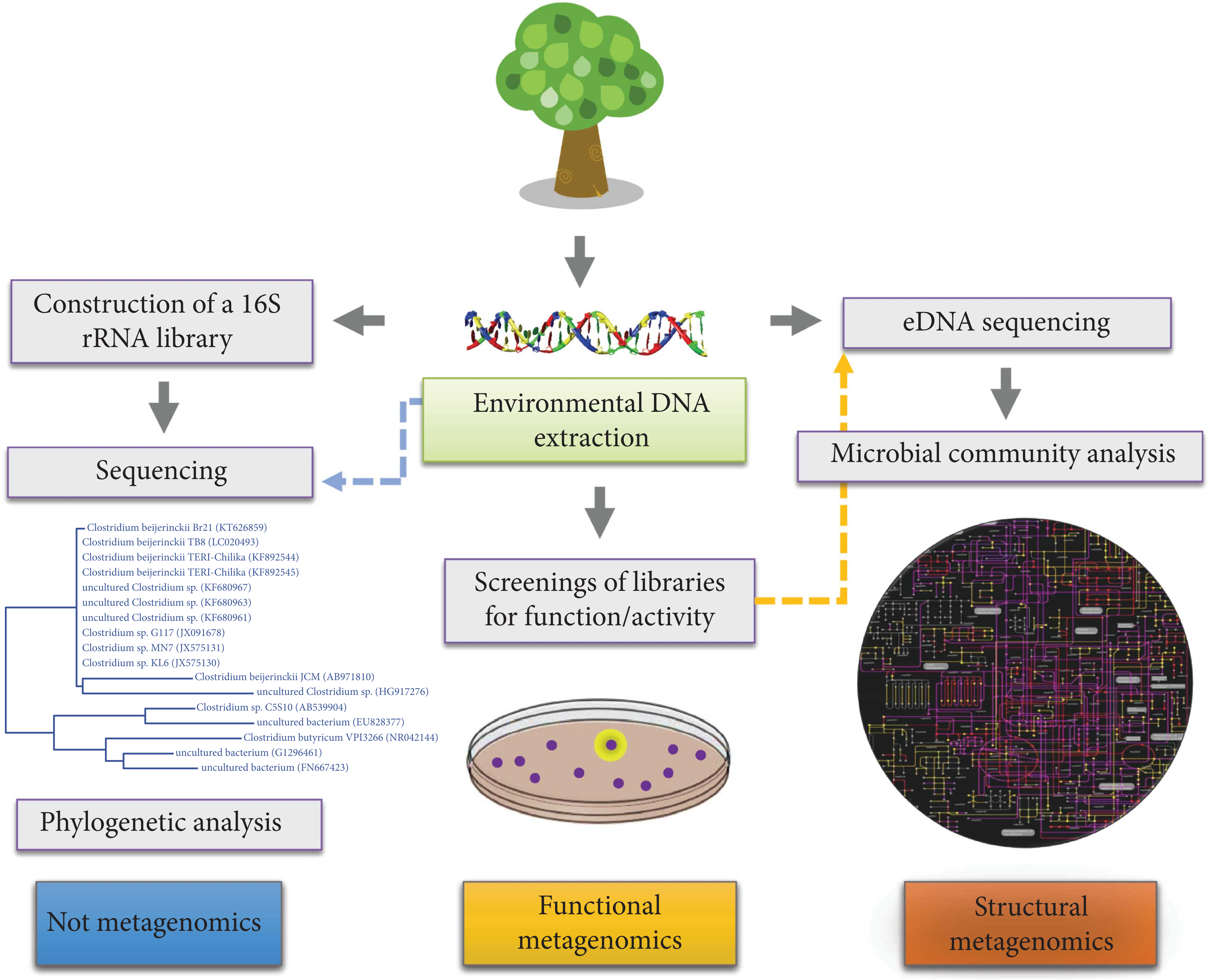 Alves, L. D. F., Westmann, C. A., Lovate, G. L., de Siqueira, G. M. V., Borelli, T. C., & Guazzaroni, M. E. (2018). Metagenomic approaches for understanding new concepts in microbial science. International journal of genomics, 2018.