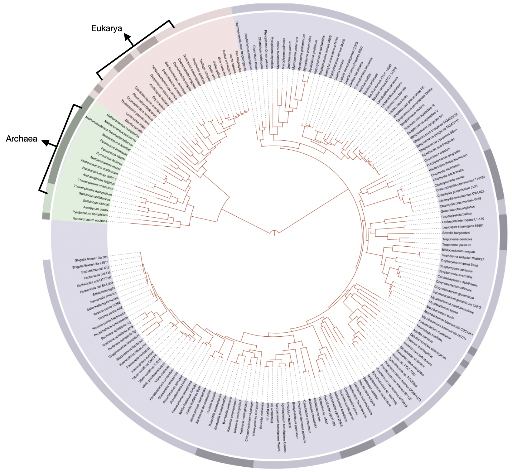 Ivica Letunic: Iletunic. Retraced by Mariana Ruiz Villarreal: LadyofHats, Public domain, via Wikimedia Commons