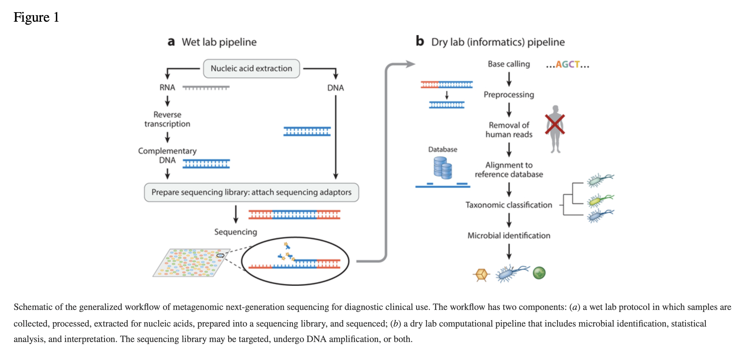 Gu, W., Miller, S., & Chiu, C. Y. (2019). Clinical metagenomic next-generation sequencing for pathogen detection. Annual Review of Pathology: Mechanisms of Disease, 14, 319-338.