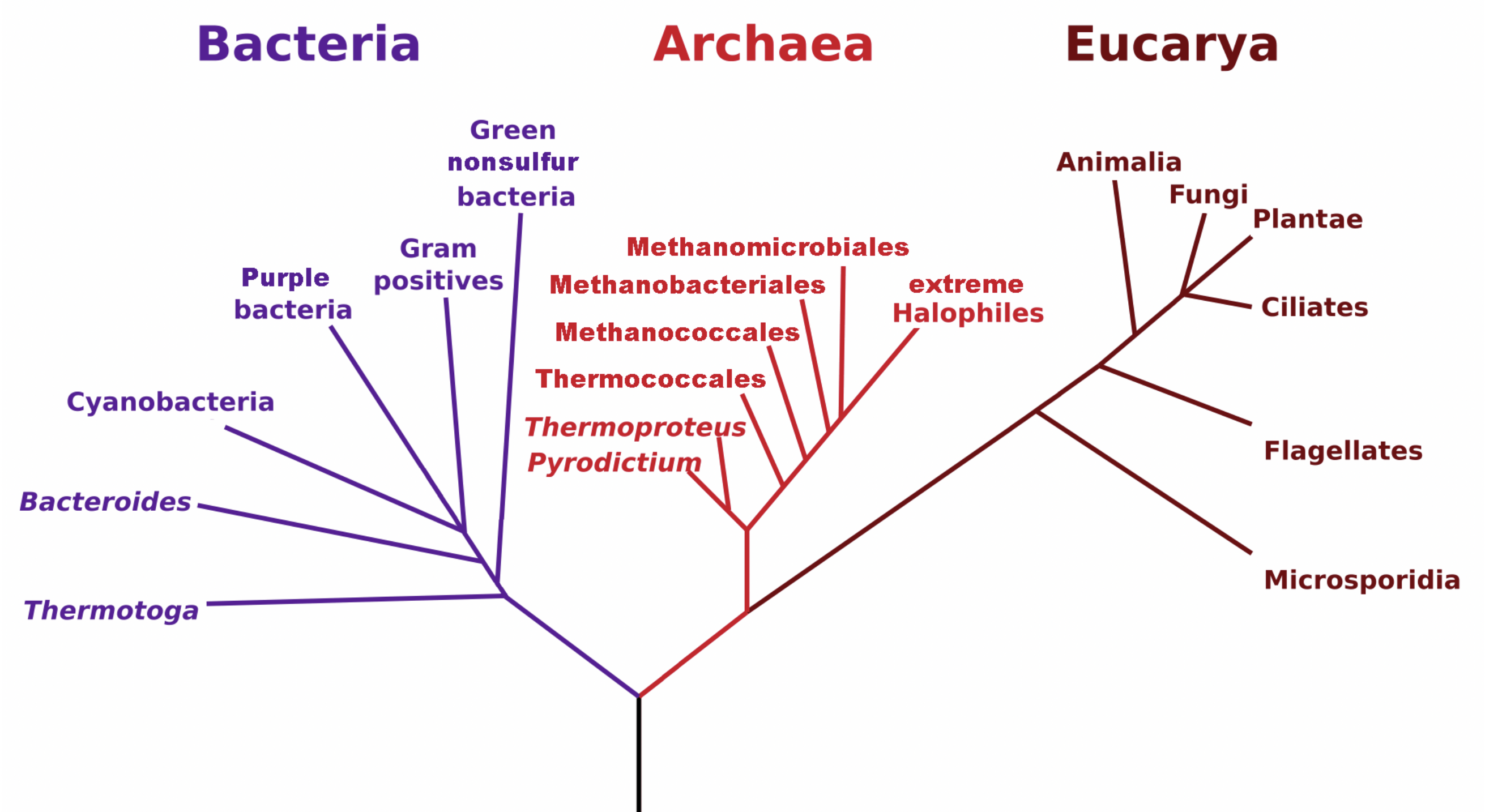 Maulucioni, CC BY-SA 3.0 https://creativecommons.org/licenses/by-sa/3.0, via Wikimedia Commons