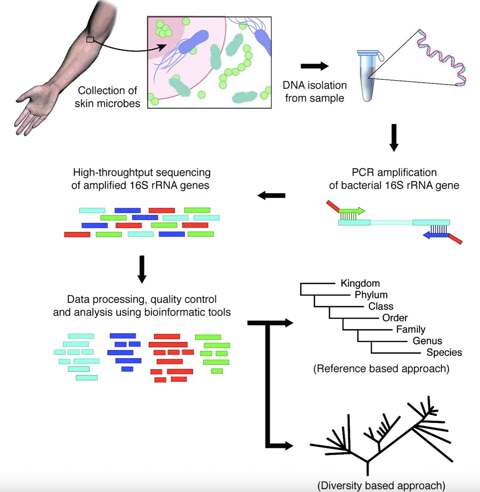 Jo, J. H., Kennedy, E. A., & Kong, H. H. (2016). Research techniques made simple: bacterial 16S ribosomal RNA gene sequencing in cutaneous research. Journal of Investigative Dermatology, 136(3), e23-e27.