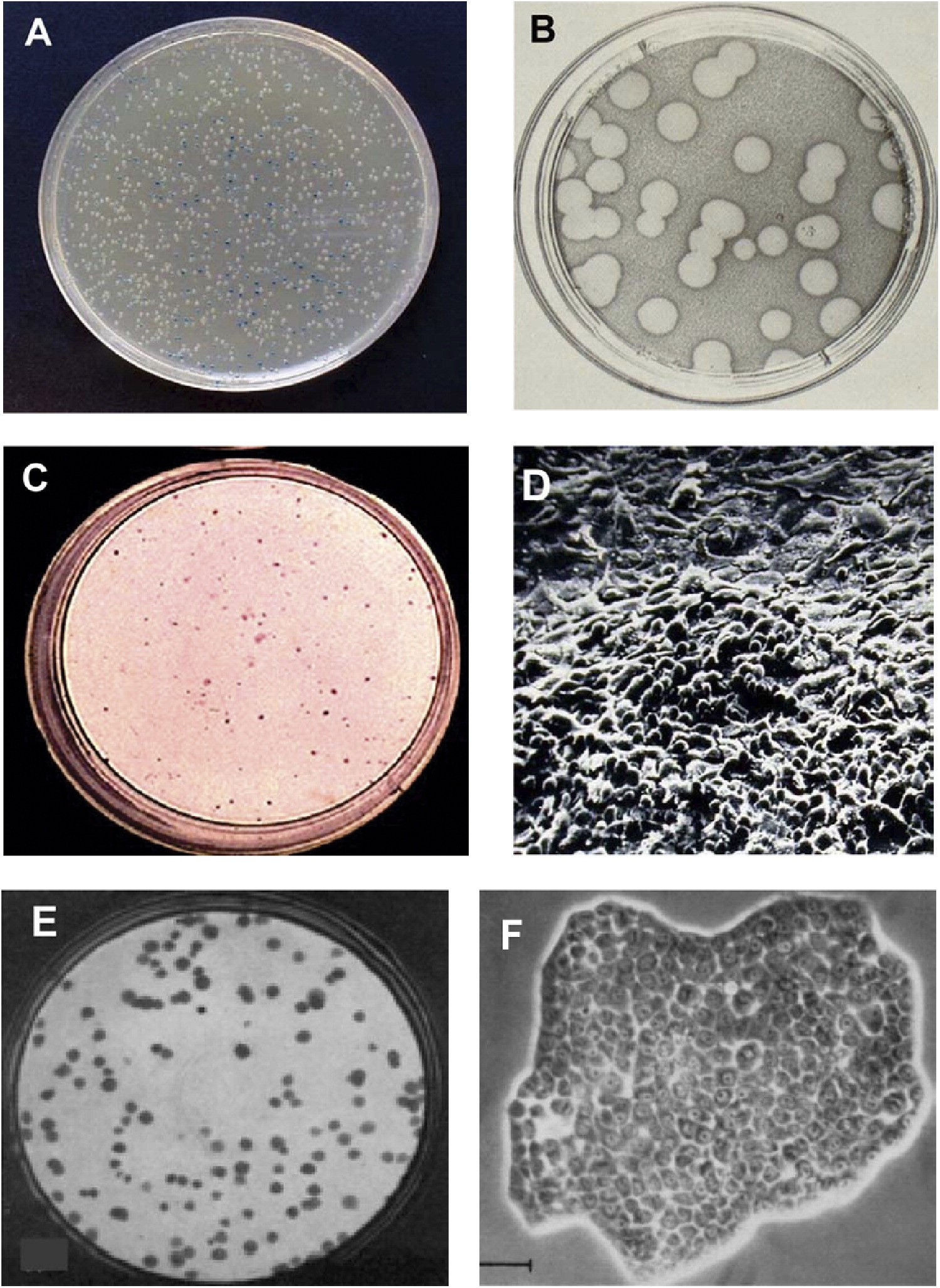 Weiss, R. A. (2005). Robert Koch: the grandfather of cloning?. Cell, 123(4), 539-542.