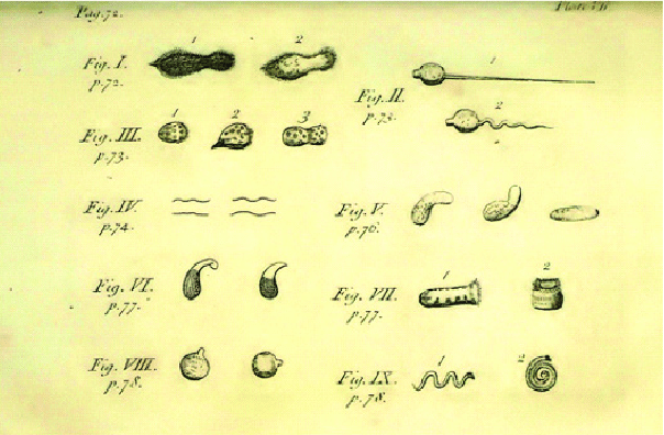 First Sketch of Microbes