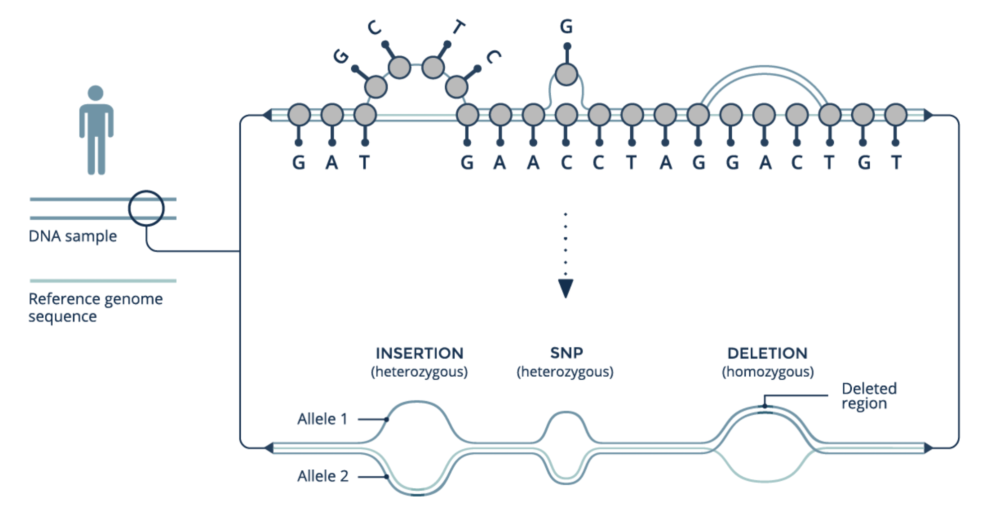 GRAF™ Pan Genome Reference: https://www.sevenbridges.com/graf/