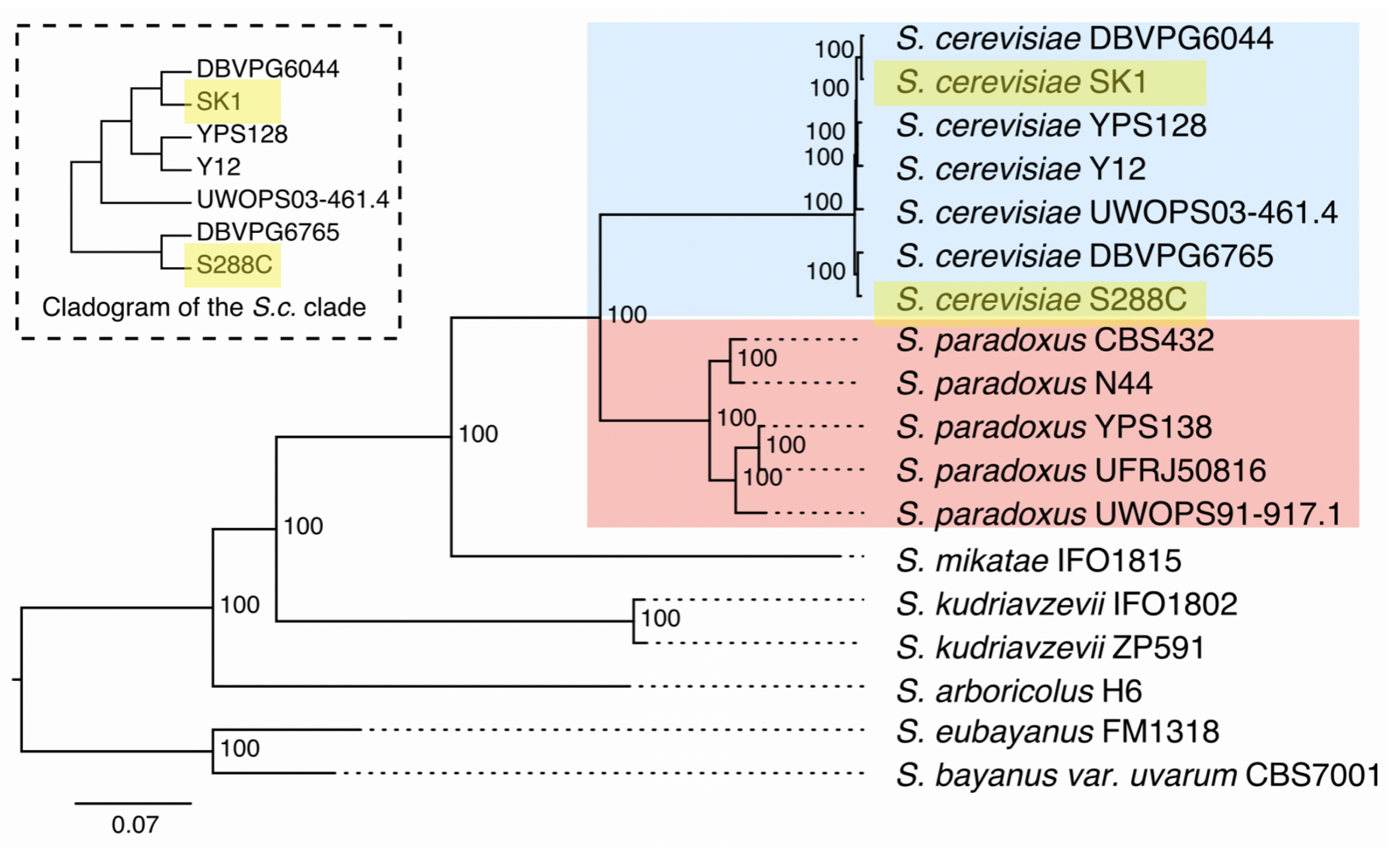 Yeast Genomes: https://yjx1217.github.io/Yeast_PacBio_2016/welcome/